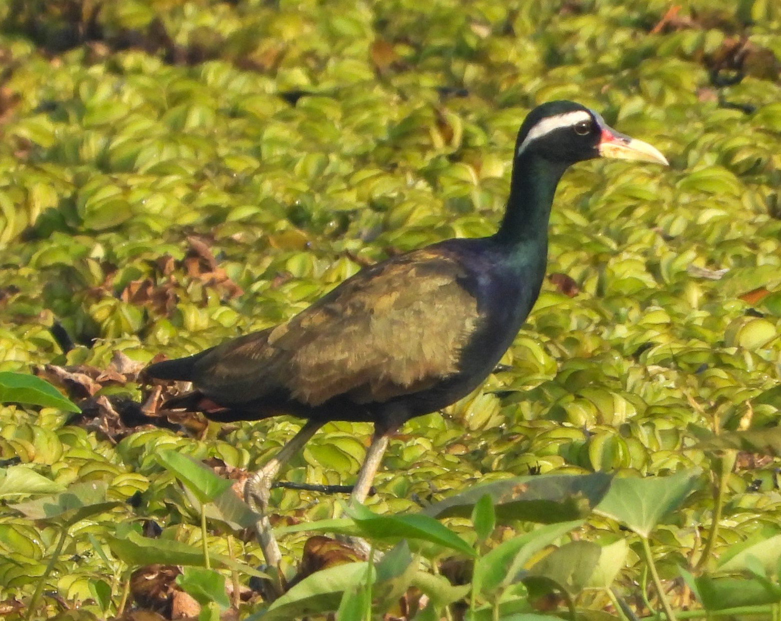 image Bronze-winged Jacana